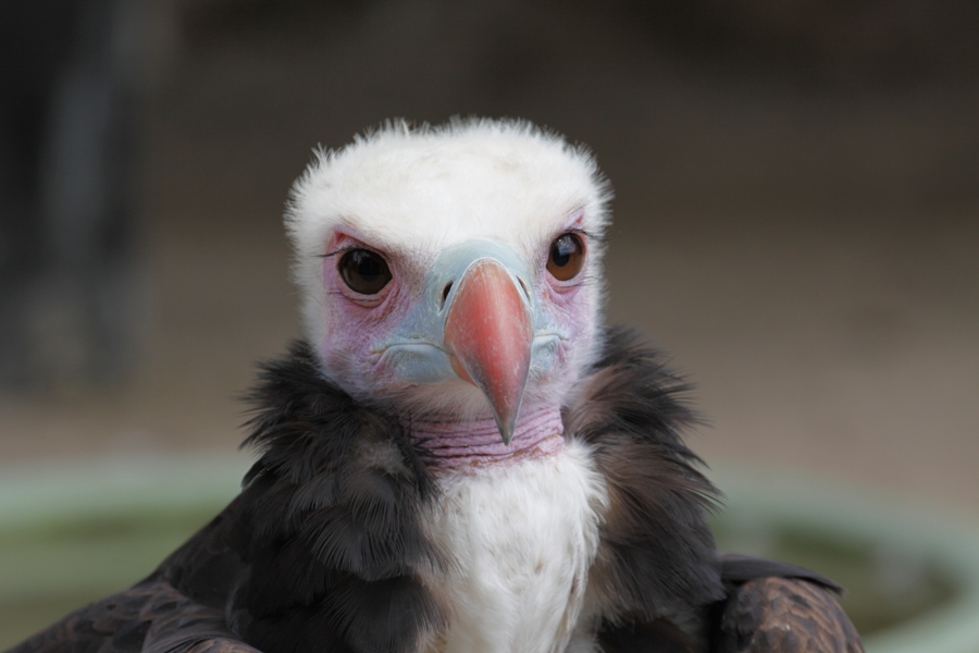 Avvoltoio testa bianca - White headed vulture